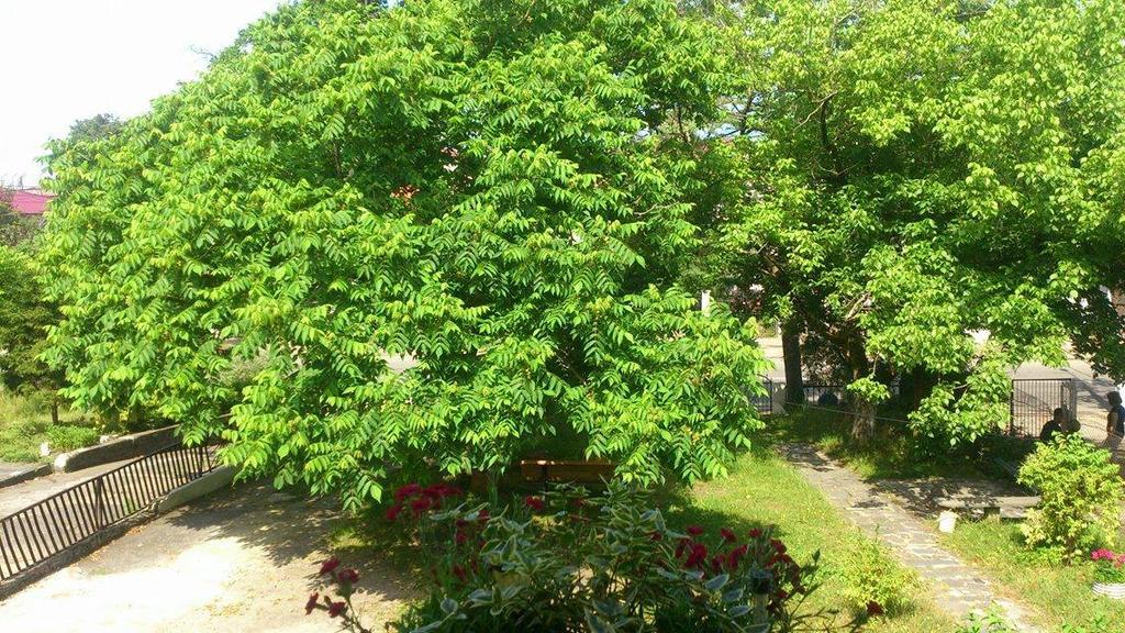 Marinas Guesthouse Kobuleti Dış mekan fotoğraf